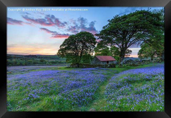 Bluebells at sunset (Emsworthy Mire)  Framed Print by Andrew Ray