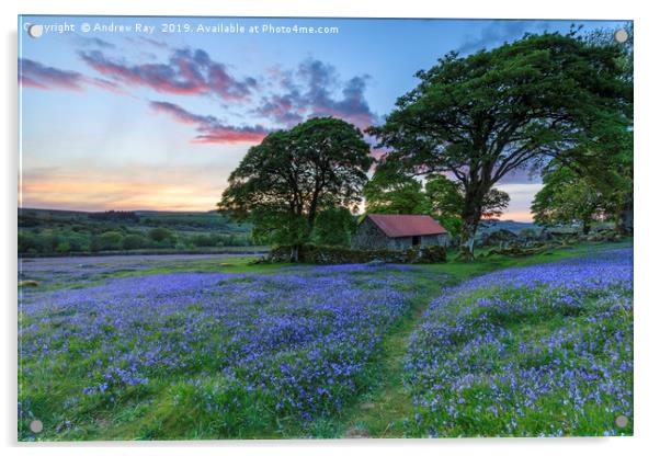 Bluebells at sunset (Emsworthy Mire)  Acrylic by Andrew Ray