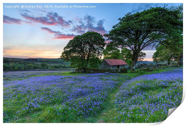 Bluebells at sunset (Emsworthy Mire)  Print by Andrew Ray