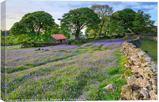 Bluebells at Emsworthy Mire Canvas Print by Andrew Ray