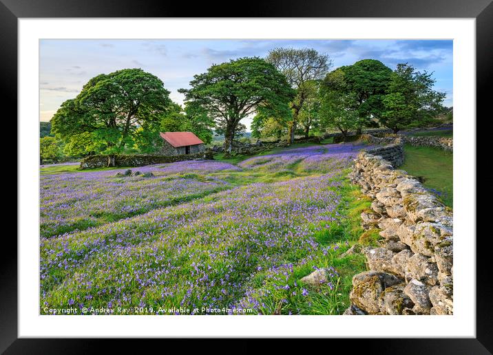 Bluebells at Emsworthy Mire Framed Mounted Print by Andrew Ray