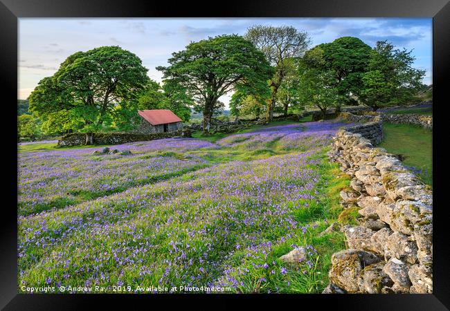 Bluebells at Emsworthy Mire Framed Print by Andrew Ray