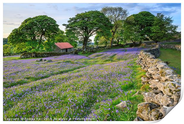 Bluebells at Emsworthy Mire Print by Andrew Ray