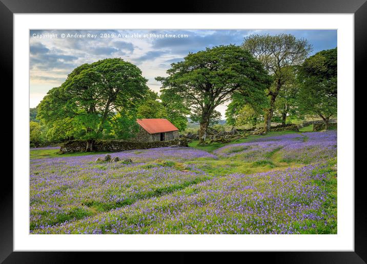 Emsworthy Mire Bluebells Framed Mounted Print by Andrew Ray