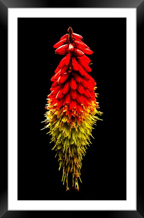 Red Hot Poker Framed Mounted Print by Jonathan Thirkell