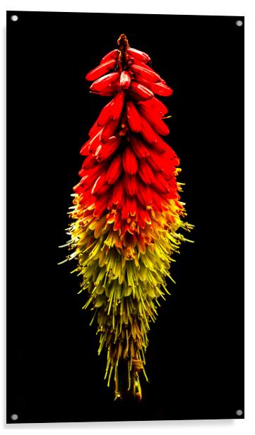 Red Hot Poker Acrylic by Jonathan Thirkell