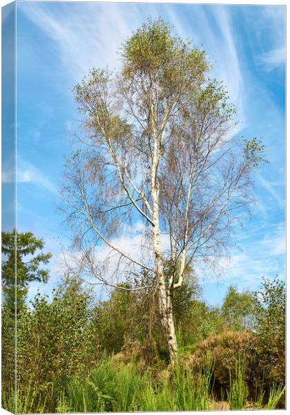 Plant, Tree Silver birch, Betula pendula Canvas Print by Hugh McKean