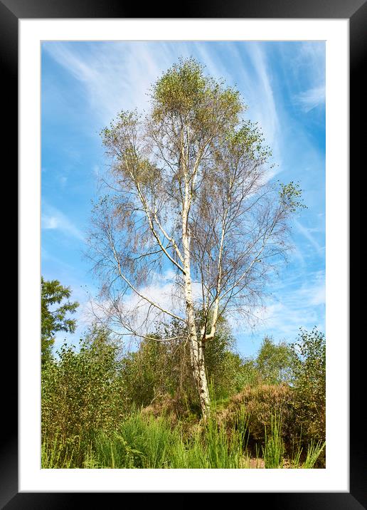 Plant, Tree Silver birch, Betula pendula Framed Mounted Print by Hugh McKean
