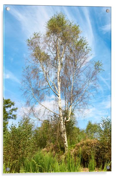 Plant, Tree Silver birch, Betula pendula Acrylic by Hugh McKean