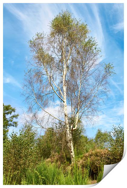 Plant, Tree Silver birch, Betula pendula Print by Hugh McKean