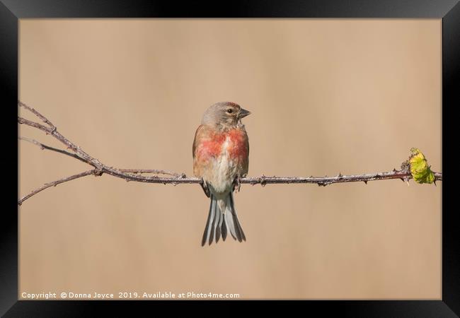 Linnet portrait Framed Print by Donna Joyce