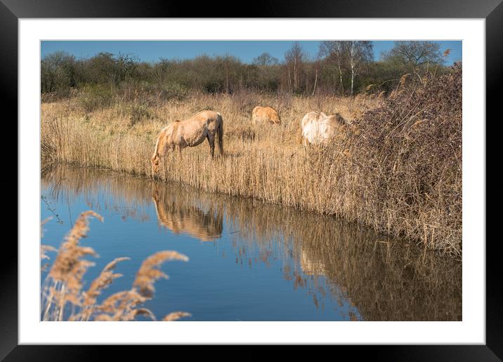 Wild Konik ponies on Wicken Fen Framed Mounted Print by Andrew Michael