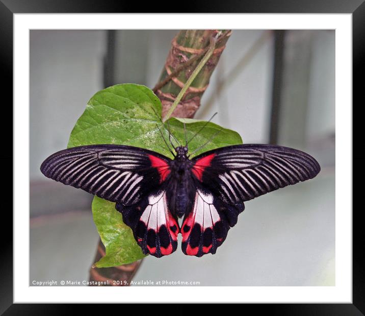 The Common Morman butterfly Framed Mounted Print by Marie Castagnoli