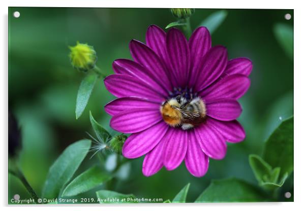 Osteospernum with Bee Acrylic by David Strange
