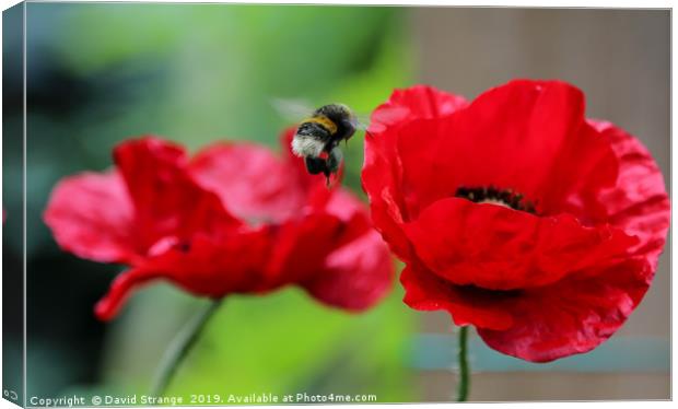 Hovering bee on British Poppies Canvas Print by David Strange