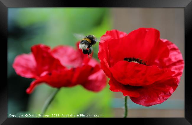 Hovering bee on British Poppies Framed Print by David Strange