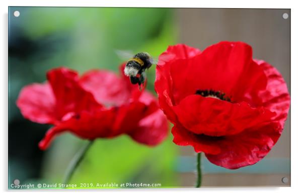 Hovering bee on British Poppies Acrylic by David Strange