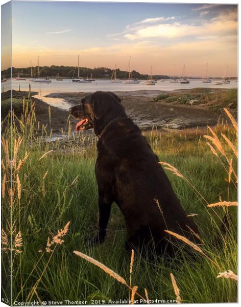 Labrador at the Golden Hour Canvas Print by Steve Thomson