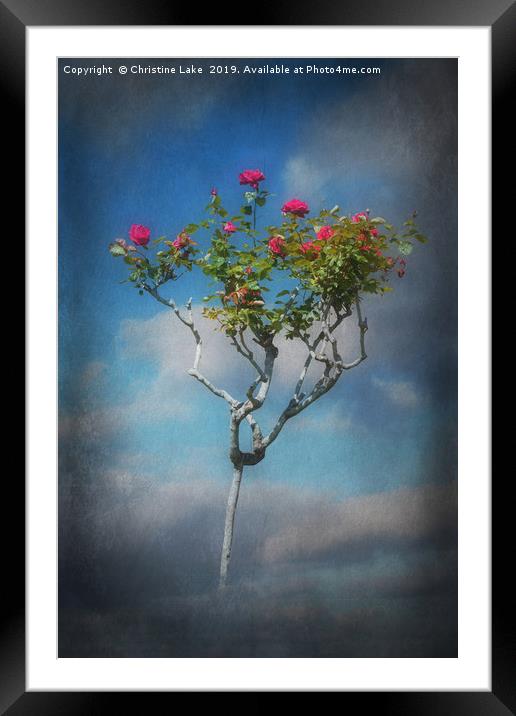 Rose Tree Framed Mounted Print by Christine Lake