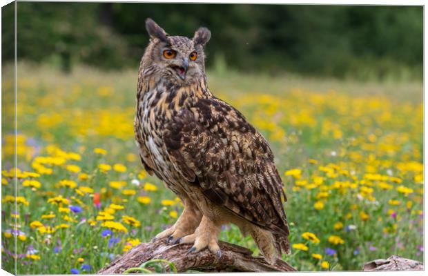 Eagle owl  (Bubo bubo) perched   Canvas Print by chris smith