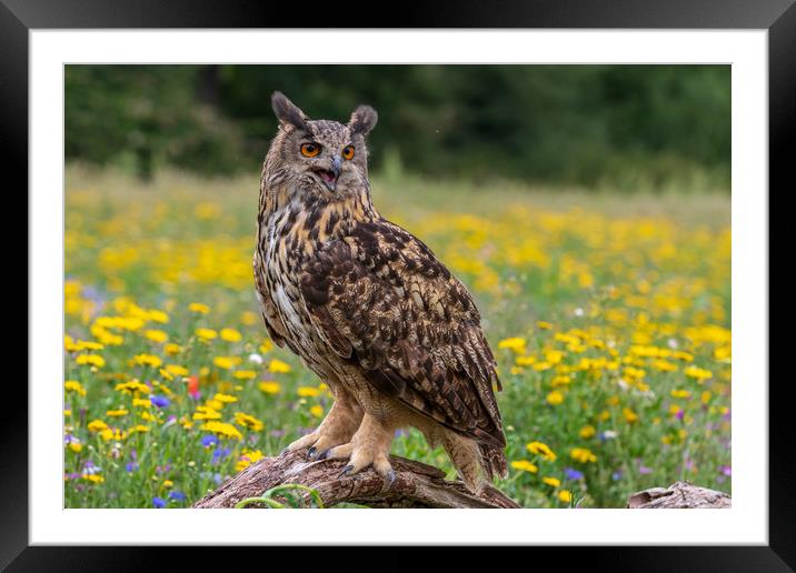 Eagle owl  (Bubo bubo) perched   Framed Mounted Print by chris smith