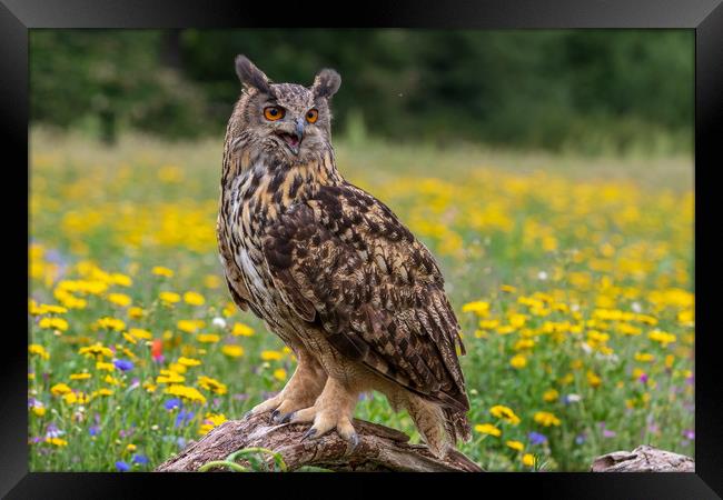 Eagle owl  (Bubo bubo) perched   Framed Print by chris smith
