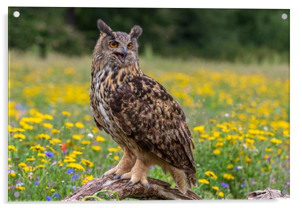 Eagle owl  (Bubo bubo) perched   Acrylic by chris smith