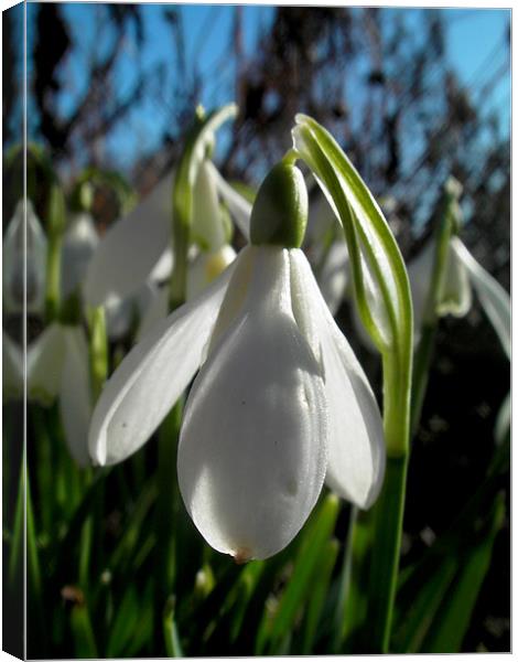 Spring drop Canvas Print by james sanderson