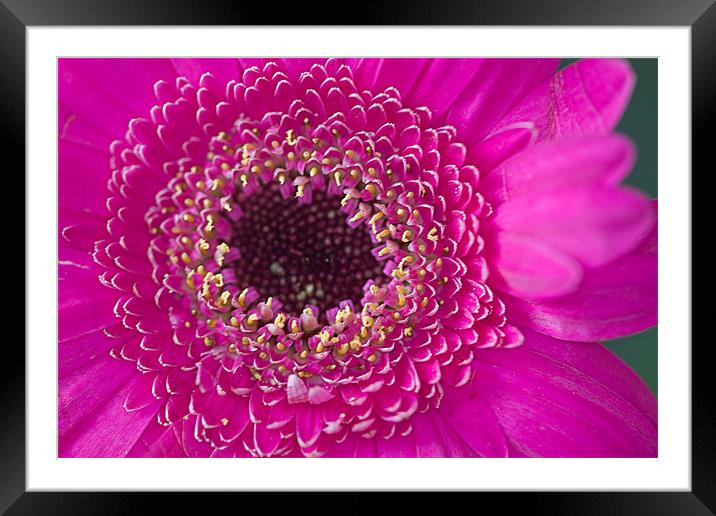 Pink Flower Framed Mounted Print by Brian Beckett