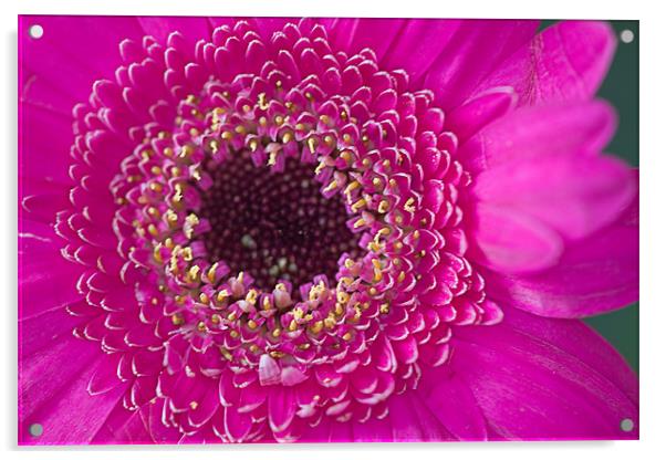 Pink Flower Acrylic by Brian Beckett
