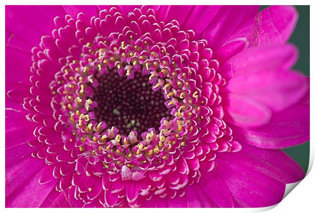 Pink Flower Print by Brian Beckett