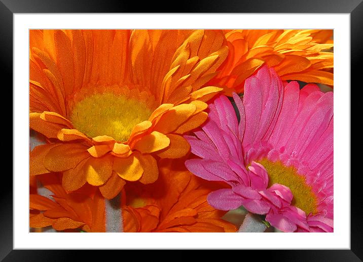 Orange and Pink Flowers Framed Mounted Print by Brian Beckett