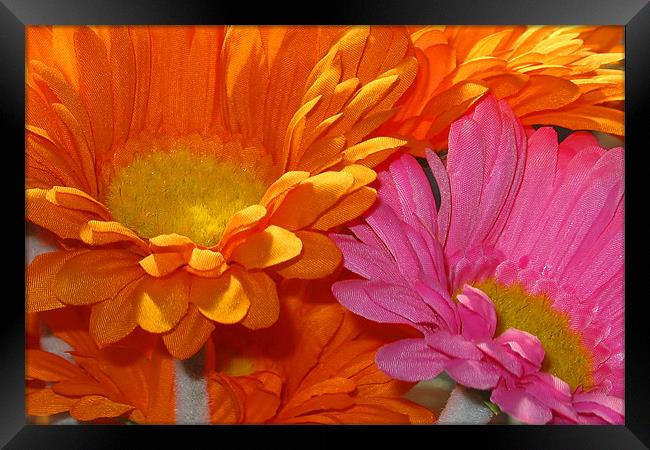 Orange and Pink Flowers Framed Print by Brian Beckett