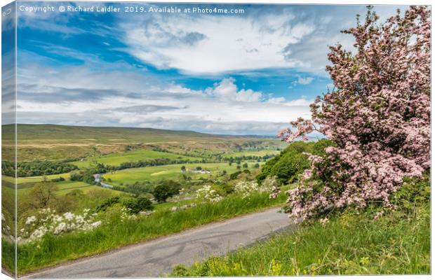 Pink Hawthorn and Holwick, Upper Teesdale Canvas Print by Richard Laidler