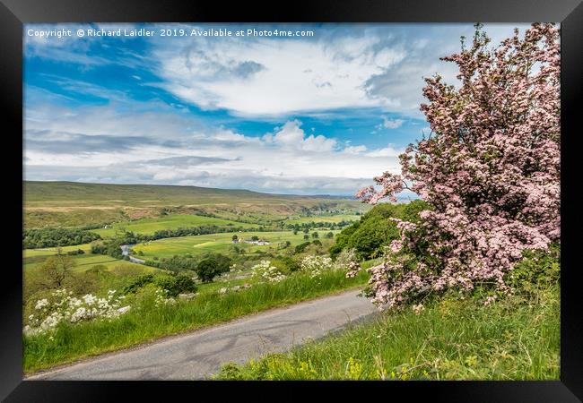 Pink Hawthorn and Holwick, Upper Teesdale Framed Print by Richard Laidler