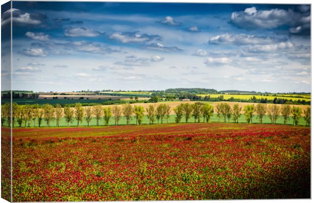 Rural landscape with clover field in Czech Republi Canvas Print by Sergey Fedoskin