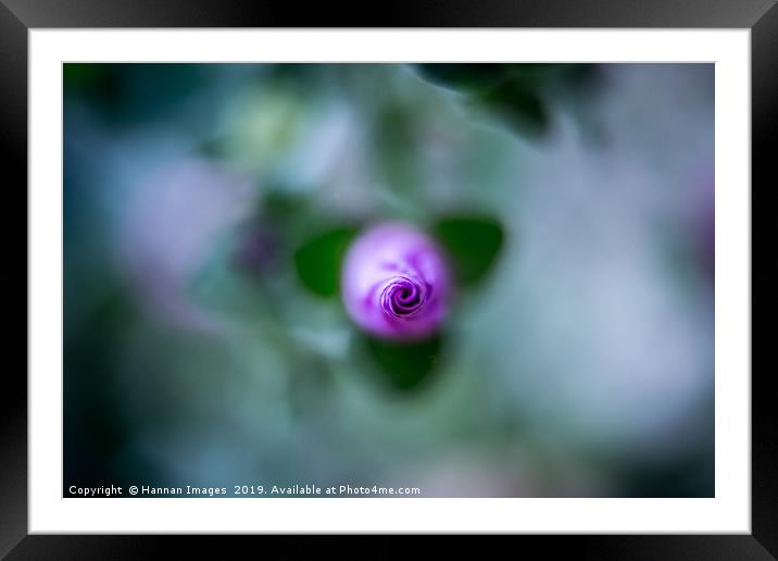 Budding flower Framed Mounted Print by Hannan Images
