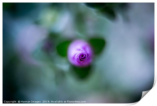 Budding flower Print by Hannan Images