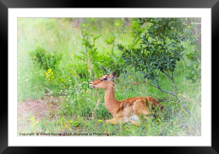 African Impala: Nature's Glossy Beauty Framed Mounted Print by Gilbert Hurree