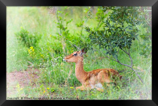 African Impala: Nature's Glossy Beauty Framed Print by Gilbert Hurree