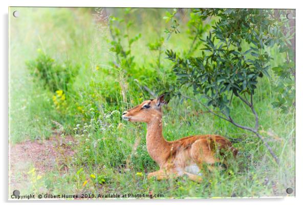 African Impala: Nature's Glossy Beauty Acrylic by Gilbert Hurree