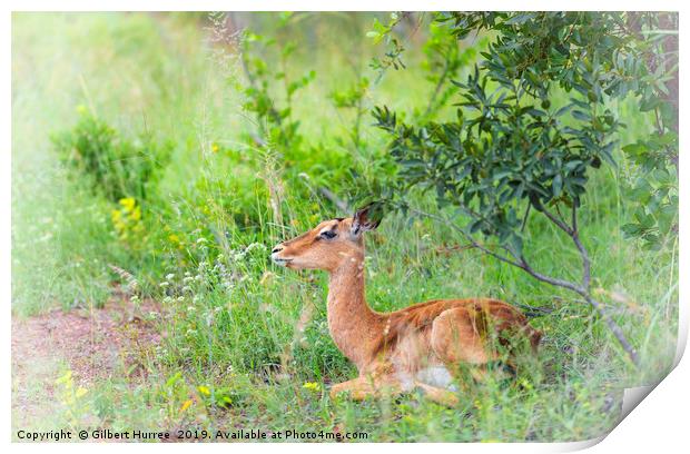 African Impala: Nature's Glossy Beauty Print by Gilbert Hurree