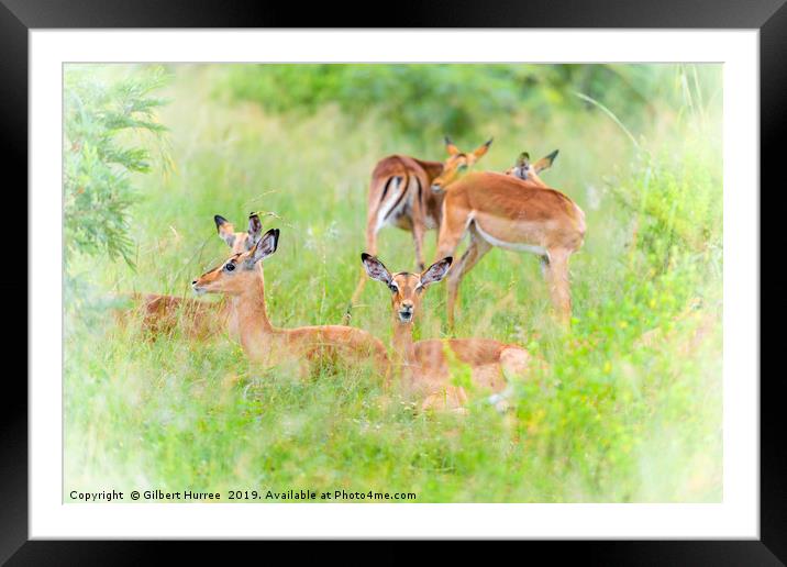 Communal Harmony: African Impalas Unite Framed Mounted Print by Gilbert Hurree