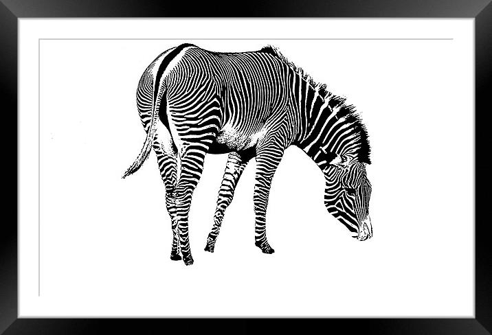 Zebra Framed Mounted Print by Ian Jeffrey