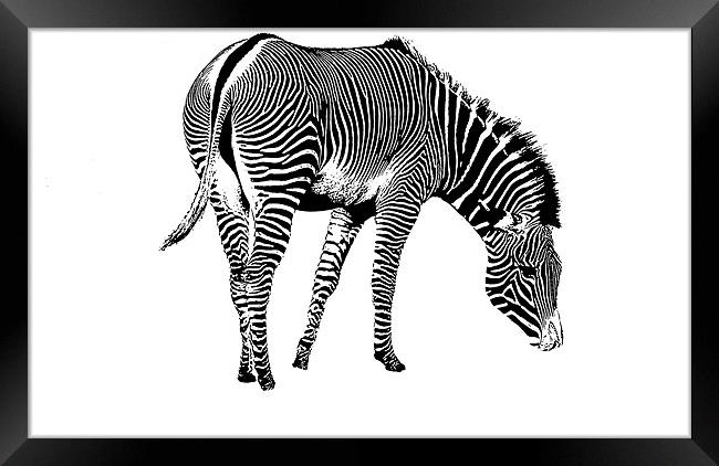 Zebra Framed Print by Ian Jeffrey