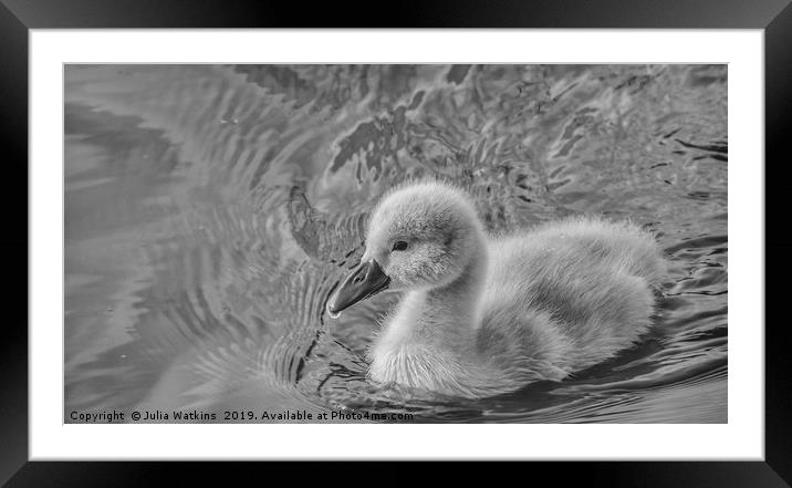 Cygnet in Black and White  Framed Mounted Print by Julia Watkins