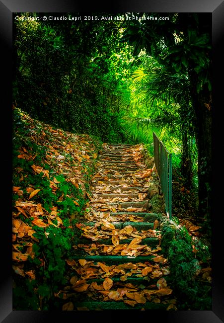 Nature Hill. Steps on golden leaves. Framed Print by Claudio Lepri