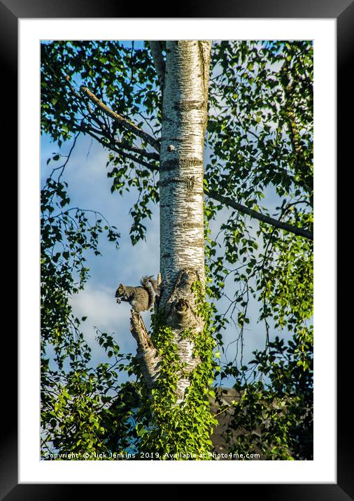 Grey Squirrel on Look Out Duty Framed Mounted Print by Nick Jenkins