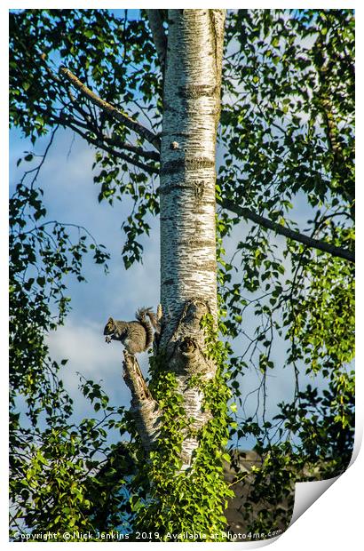 Grey Squirrel on Look Out Duty Print by Nick Jenkins