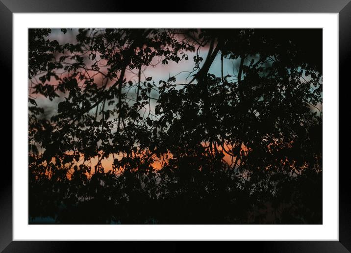 Silhouettes of leaves in sunset Framed Mounted Print by Paulo Sousa